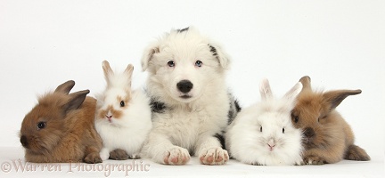 Border Collie pup with baby bunnies