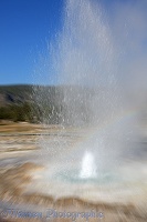 Geyser exploding boiling water and steam