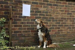 Border Collie looking at notice on brick wall
