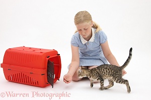 Girl encouraging a kitten into a cat carrier