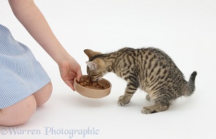Girl giving a tabby kitten some food