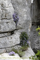 Campanula on limestone cliff