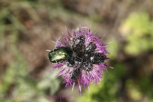 Chafer beetles attacking a knapweed flower