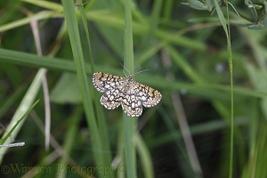 Laticed Heath moth