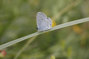 Provencal Short-tailed Blue