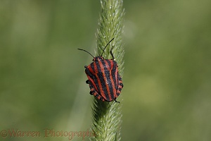 Red and black shieldbug