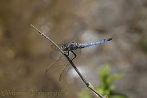 Skimmer dragonfly
