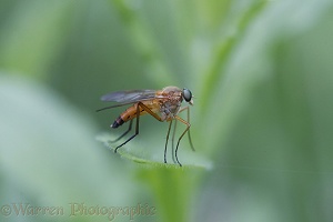 Snipe fly