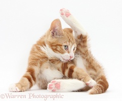 Ginger kitten grooming