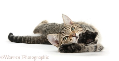 Tabby kitten lying and stretching out