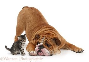 Bulldog and tabby kitten