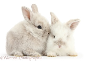 Two Baby Lionhead x Lop rabbits