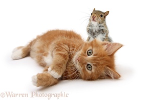 Ginger kitten lying on his side with young Grey Squirrel