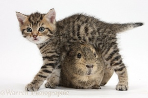 Cute tabby kitten with Guinea pig