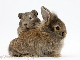 Baby agouti bunny and Guinea pig