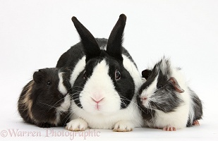 Black Dutch rabbit and young Guinea pigs