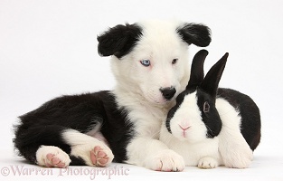 Border Collie pup and rabbit
