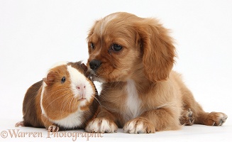 Ruby Cavalier pup and Guinea pig