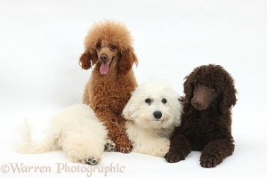 Bichon, Standard Poodle pup and adult toy poodle