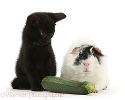 Black kitten and Guinea pig