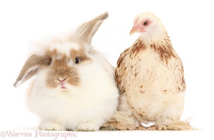 Bantam chicken and rabbit