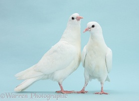 Two white doves on blue background