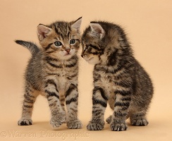 Two cute tabby kittens on beige background