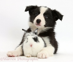 Black-and-white Border Collie pup and baby bunny