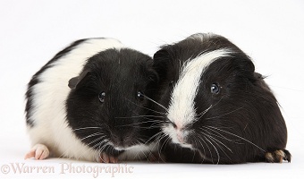 Black-and-white Guinea pigs