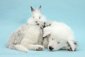 Sleepy Border Collie pup and rabbit on blue background