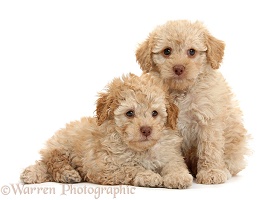 Two toy Labradoodle puppies