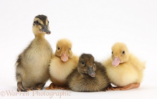 Assorted brown and Yellow Ducklings