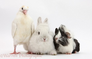 White dove, rabbit and black-and-white Guinea pig
