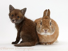 Red Fox cub and rabbit