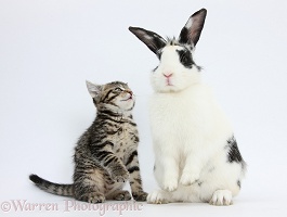 Cute tabby kitten and black-and-white rabbit