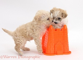 Cute Bichon x Yorkie pups playing with a bucket