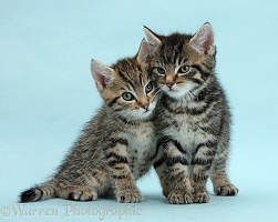 Two cute tabby kittens on blue background