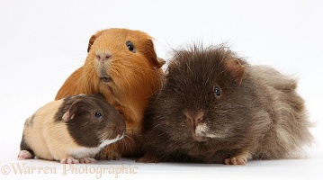 Mother and father Guinea pig with baby