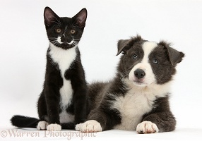 Black-and-white kitten and Border Collie pup