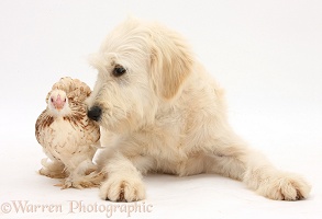 Chicken and Goldendoodle