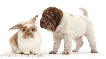 Shar Pei pup and rabbit