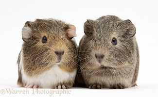 Two young Guinea pigs