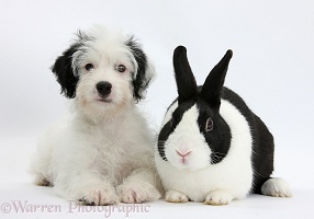 Jack-a-poo pup with black-and-white Dutch rabbit
