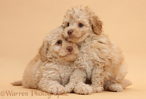 Toy Labradoodle puppies on beige background