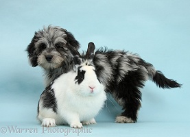 Black-and-grey Daxiedoodle pup and rabbit