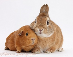 Red Guinea pig and rabbit