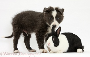 Blue-and-white Border Collie pup and black Dutch rabbit
