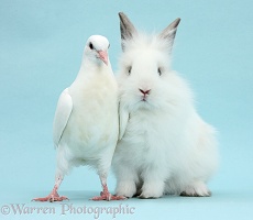 White dove and fluffy bunny on blue background