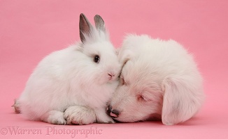 White Border Collie pup and rabbit on pink background