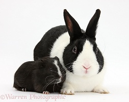 Black Dutch rabbit and black-and-white Guinea pig